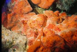 sealife reefmaster single stobe. key largo by Gregory Roberts 